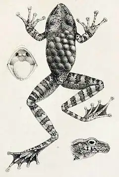 Description de l'image Stefania evansi (Boulenger, 1904).jpg.