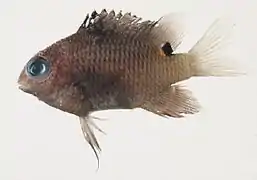 Stegastes albifasciatus