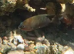 Un grégoire du pacifique (Stegastes fasciolatus)