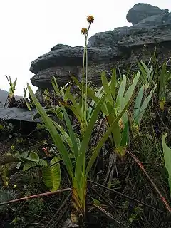 Description de l'image Stegolepis guianensis (Roraima).jpg.