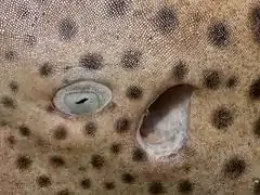 Œil et spiracle de requin-léopard