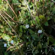 Stellaire des bois