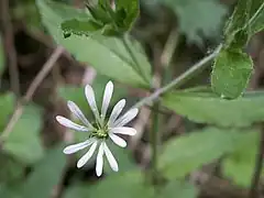 Stellaire des bois