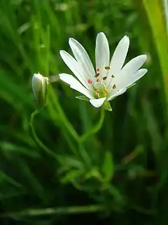 Stellaire des marais