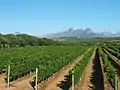 Le vignoble de Stellenbosch en Afrique du Sud.