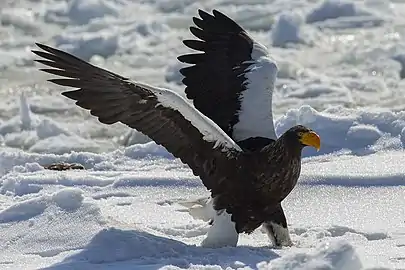 Pygargue empereur (aigle de Steller) en février 2011.