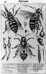 Planche en noir et blanc avec abeilles et détails anatomiques