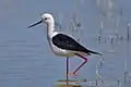 Échasse blanche, (Himantopus himantopus) (Recurvirostridae)