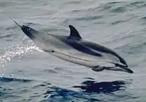 Dauphin bleu et blanc sautant hors de l'eau, on voit bien le contraste entre les deux couleurs sur son flanc.