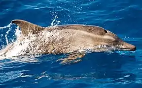 Un petit dauphin gris sans bosse sur le front.