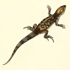 Description de l'image Stenocercus marmoratus 1847 - cropping.jpg.