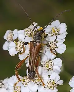 Stenopterus rufus (Linnaeus, 1767)