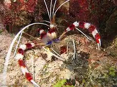 Un exemple d'espèce de l'infra-ordre des Stenopodidea : Stenopus hispidus. En contexte général, ces crustacés décapodes rappellent les crevettes vraies, mais évoquent plutôt une langoustine sur de nombreux points morphologiques.