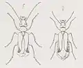 Imagos (mâle et femelle)