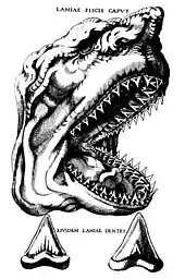 Une illustration en vue latérale d'une tête de requin. Visibles sont les rides, le nez et les yeux exagérés, et en bas se trouvant deux dessins individuels de dents de requin.