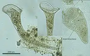 Stentor roeseli (Alveolata, Ciliophora), Alvéolé cilié en forme de trompe.