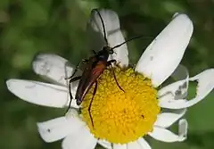 Description de l'image Stenurella bifasciata (Hombourg-Budange-13).jpg.