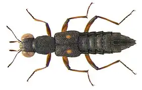 Stenus bimaculatus.