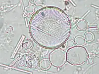 Stephanodiscus hantzschii'en microscopie optique.