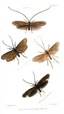 Planche sur les trichoptères. Illustrations of British entomology