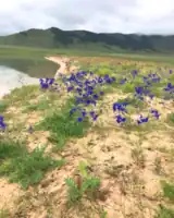 Flore des steppes de la province