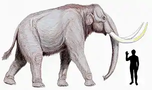 Reconstitution de Mammuthus trogontherii