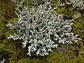 Lichen en Alaska