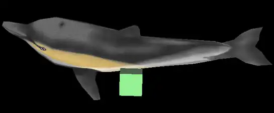 Vue de face du dauphin, avec le cube placé au centre.