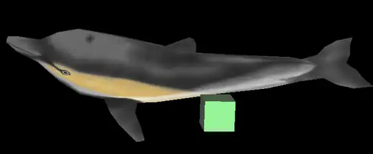 Vue de face du dauphin, avec le cube placé un peu plus à droite.