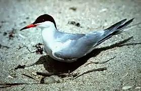 Photographie d'un oiseau blanc à la tête noire protégeant des œufs posés sur le sable