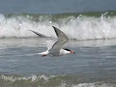 Photographie en couleurs d'un oiseau en vol près de la mer, avec en arrière-plan le déferlement de vagues.