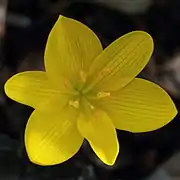 Sternbergia lutea.