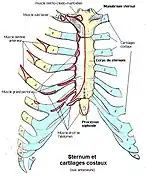 Sternum et cartilages costaux.