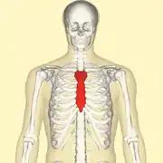 Position du Sternum au niveau de la cage thoracique (en rouge).