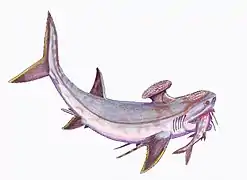 Stethacanthus productus.