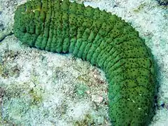 Spécimen adulte de couleur tirant sur le vert aux Seychelles.