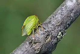 Stictocephala bisonia (Smiliinae)