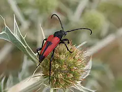 Stictoleptura cordigera (Fuessly, 1775)