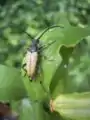 Stictoleptura rubra (Linnaeus, 1758) Mâle