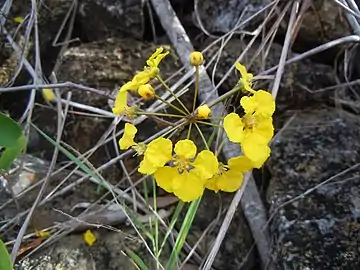 Inflorescence en cyme