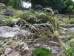 Stipa pennata.