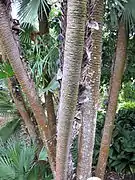 Stipes groupés de Chamaerops humilis (palmier dit « cespiteux »).