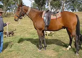 Image illustrative de l’article Stock Horse australien