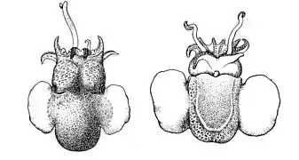 Stoloteuthis leucoptera