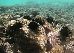 Stomopneustes variolaris à la plage Jacques Tessier, à La Réunion.