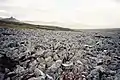 Coulée de pierres (en), Mount Kent, Est des îles Malouines