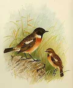 Description de l'image Stonechat Grönvold.jpg.