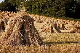 Gerbes d'orge en meulons, West Somerset