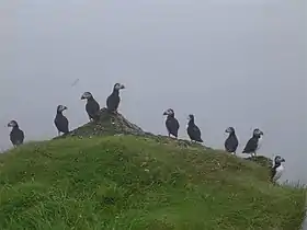 Macareux moine sur Stóra Dímun.