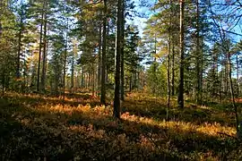 Forêt sèche autour du lac Kävsjön.